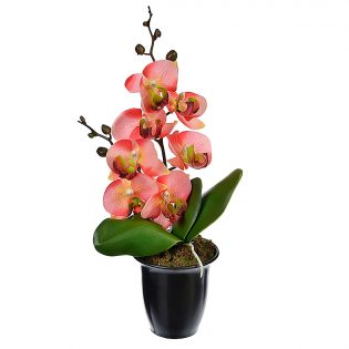 Орхидея в горшке "Светло-бордовая"